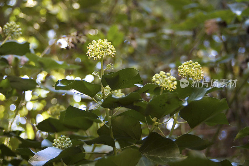 常春藤开花(Hedera helix)